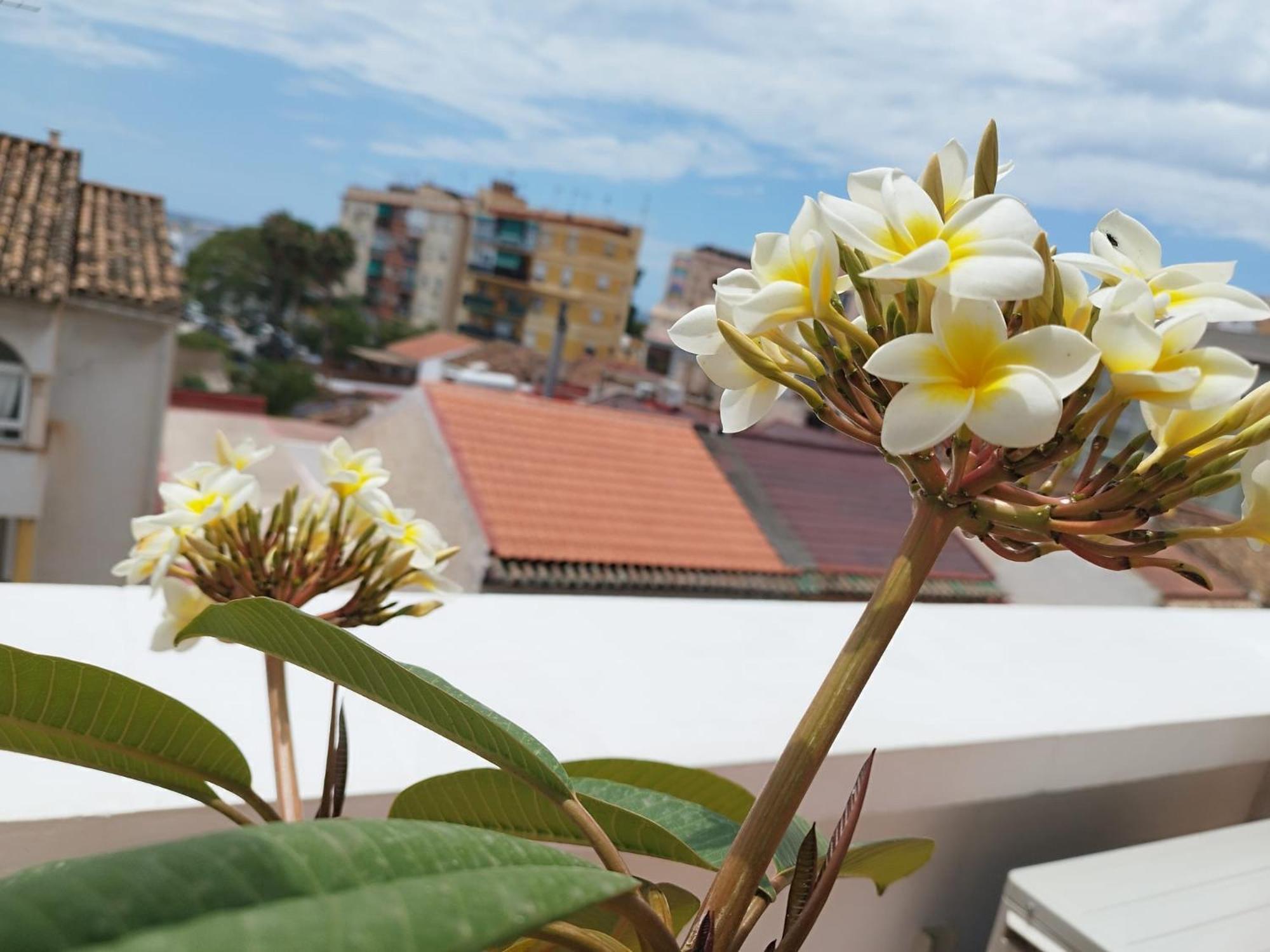 Apartamento Plumaria Малага Экстерьер фото